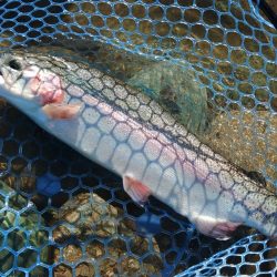 またやられた ～天竜川ルアーフライ専用区～
